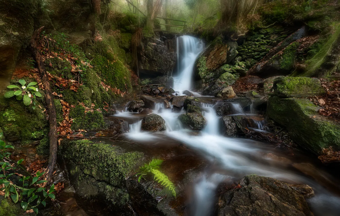 Фото обои лес, ручей, камни, водопад, мох, Португалия, Portugal, Парк Кабрея