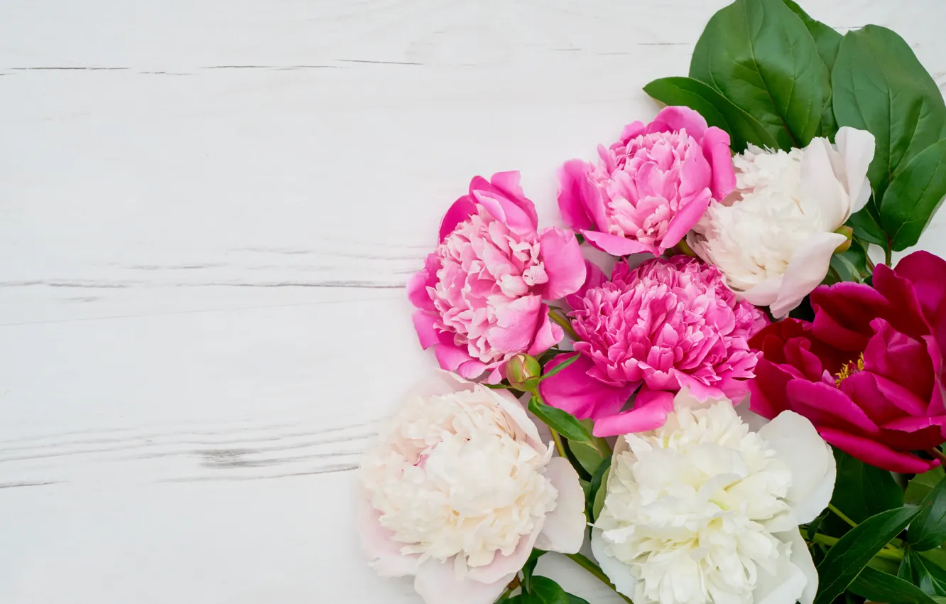 Фото обои цветы, white, pink, пионы, peonies