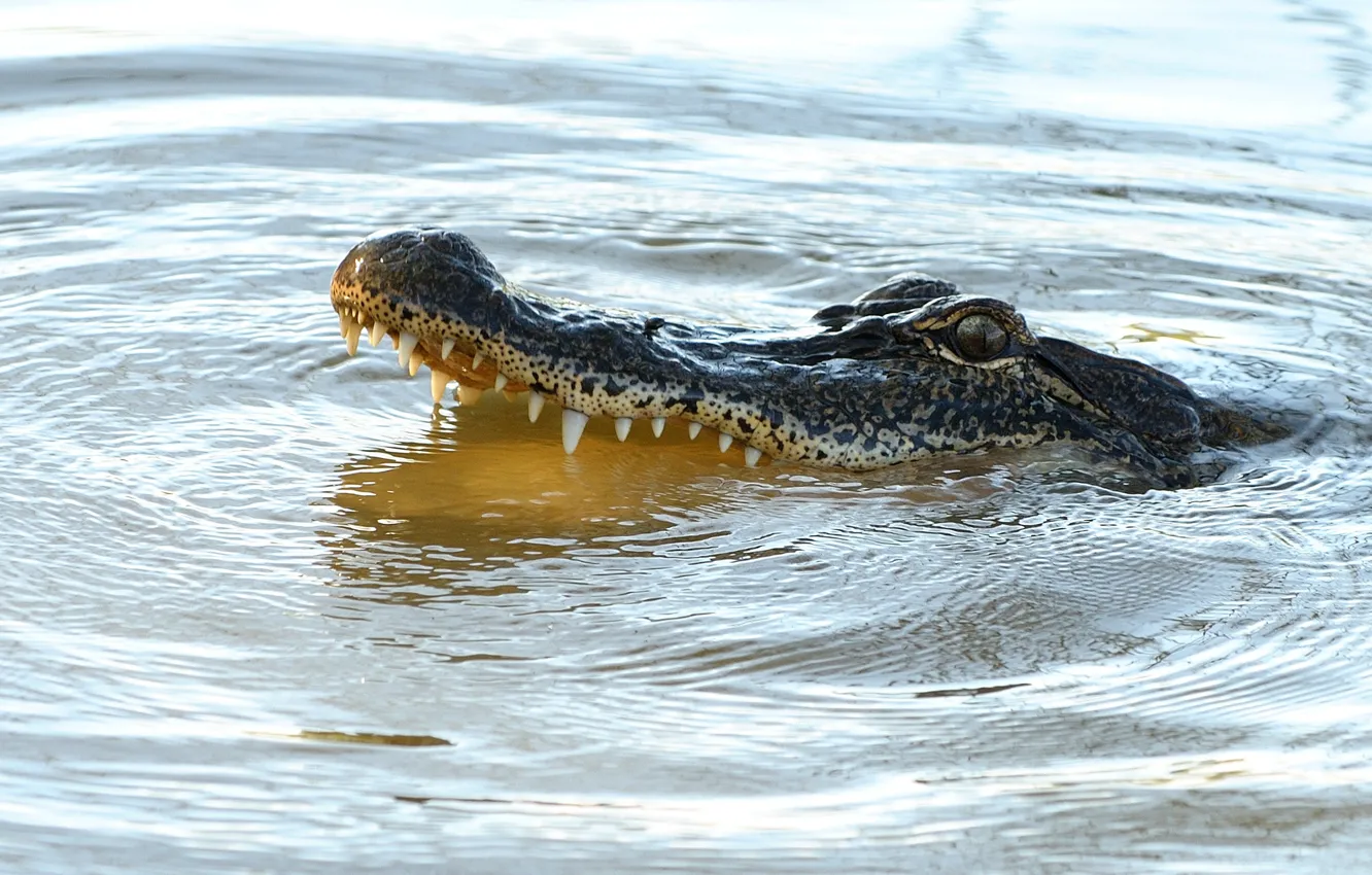 Фото обои predator, reptile, alligator, teeth