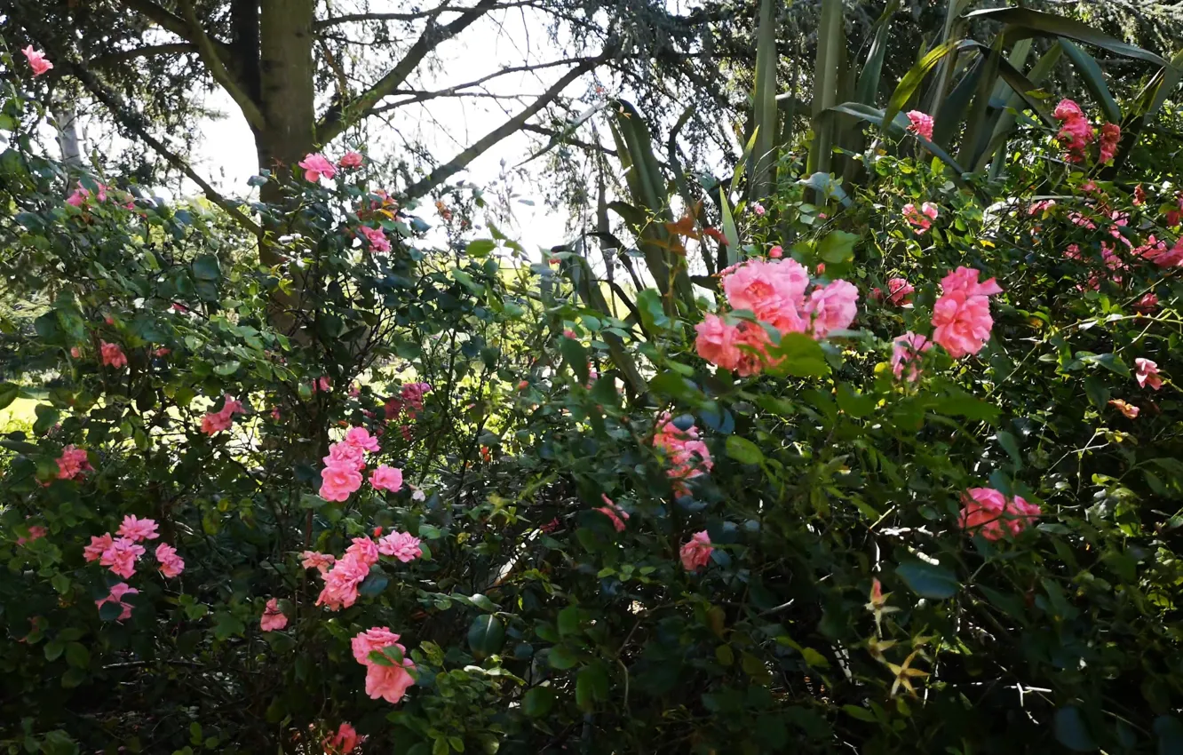 Фото обои Цветы, Кусты, Растения, Розы, Flowers, Roses, Plants, Bushes