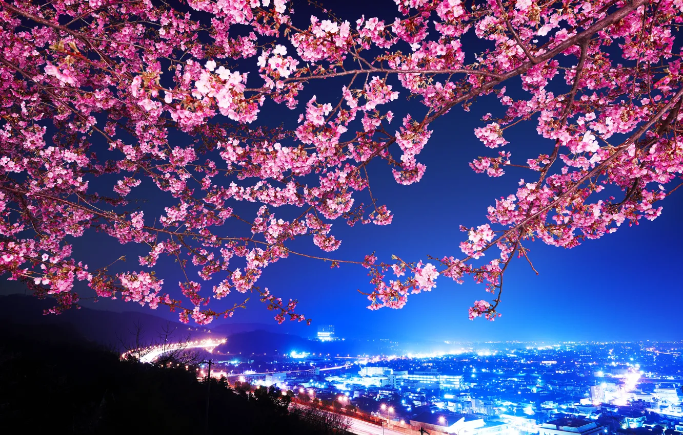 Фото обои Сакура, Япония, Ночной город, Shin Mimura, Шоссе, Цветущая вишня