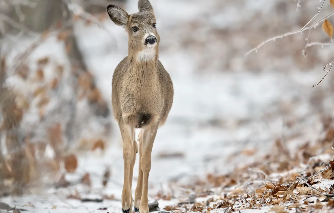 Фото обои зима, природа, White-tailed Deer
