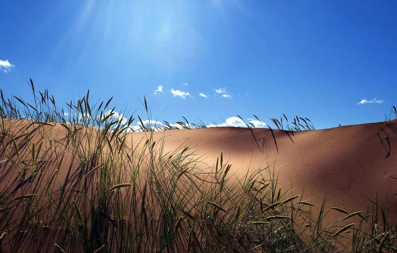 Фото обои лето, небо, трава, дюна