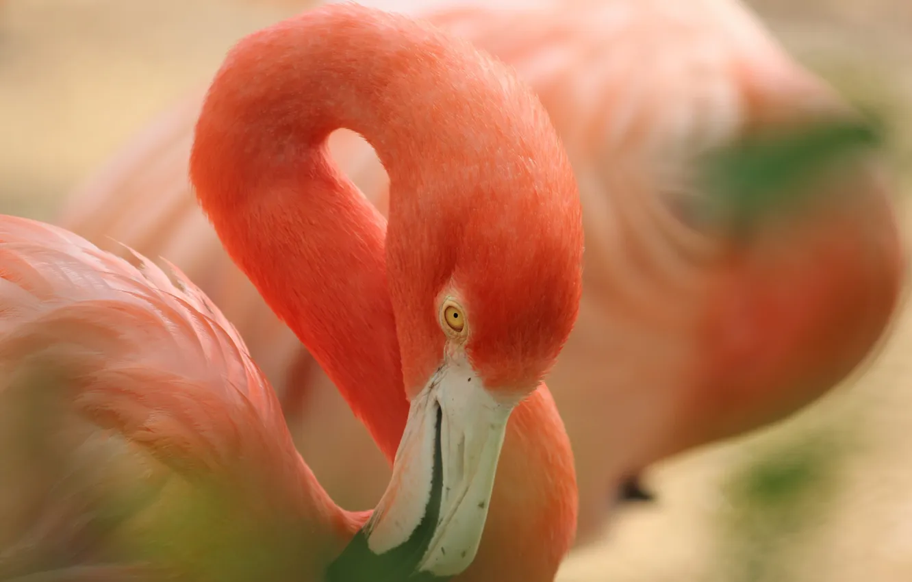 Фото обои розовый, птица, клюв, фламинго