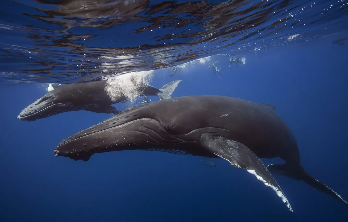Фото обои море, природа, киты