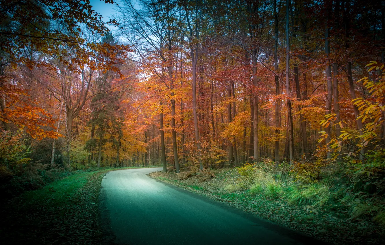 Фото обои дорога, осень, лес, деревья