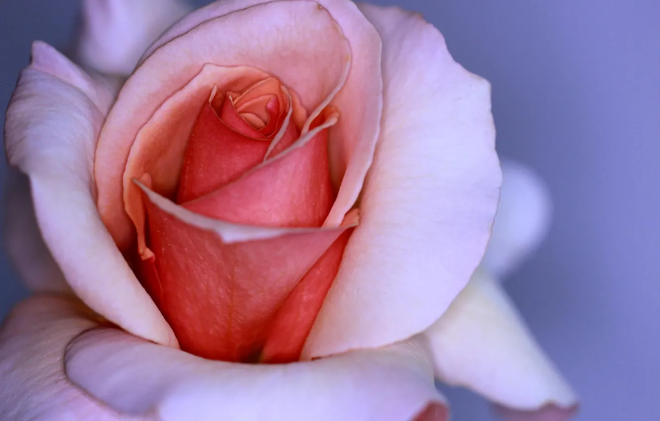 Фото обои цветок, макро, розовая, роза, лепестки