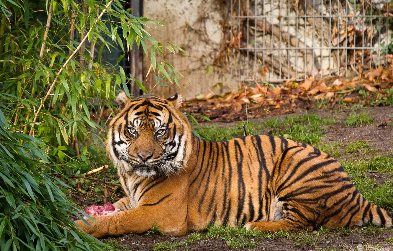 Фото обои кошка, тигр, куст, суматранский