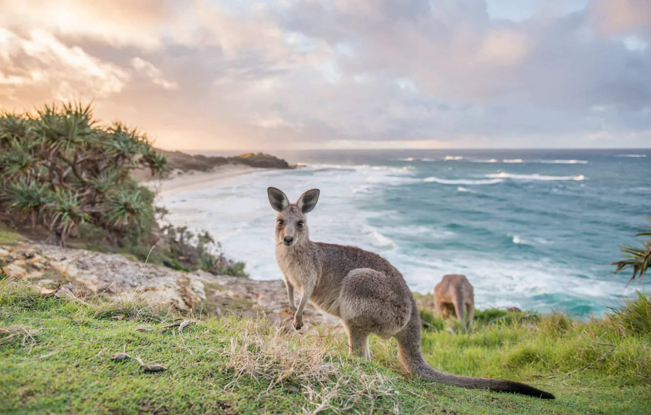 Фото обои Море, Трава, Побережье, South Australia, Кенгуру, Kangaroo Island, Южная Австралия, Остров Кенгуру
