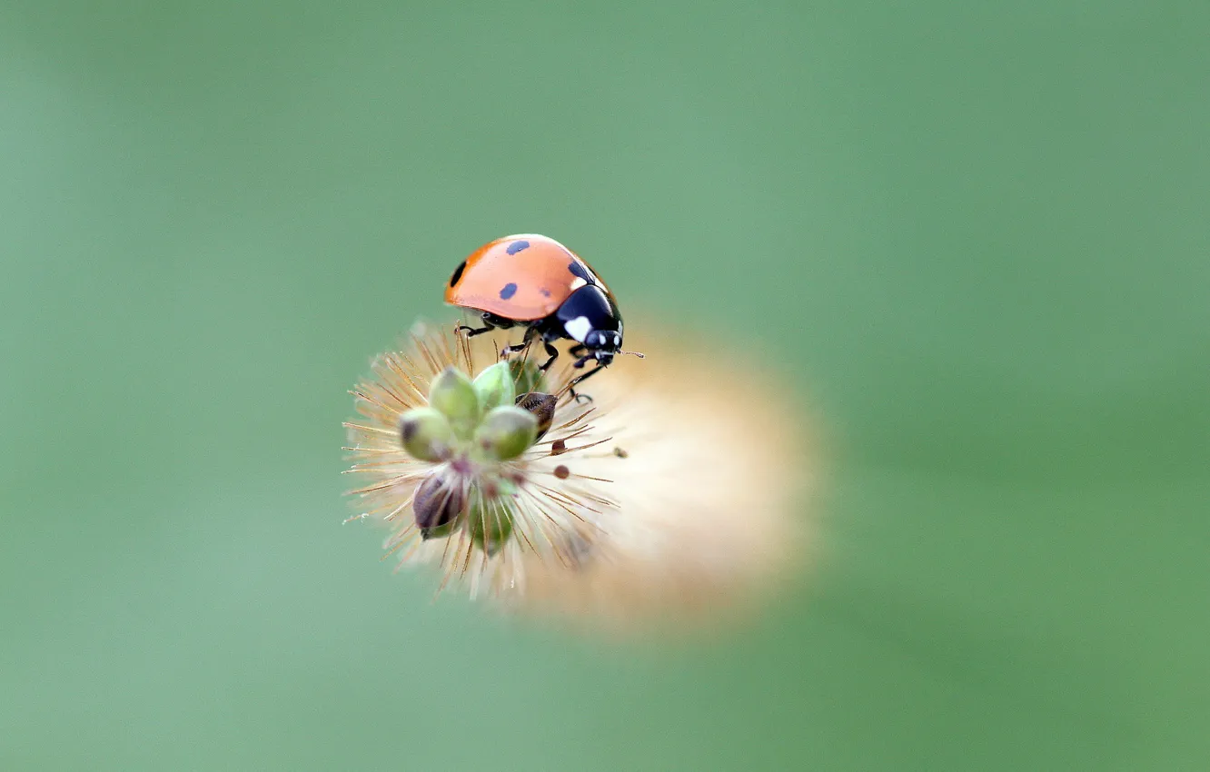 Фото обои ladybug, insect, ladybird