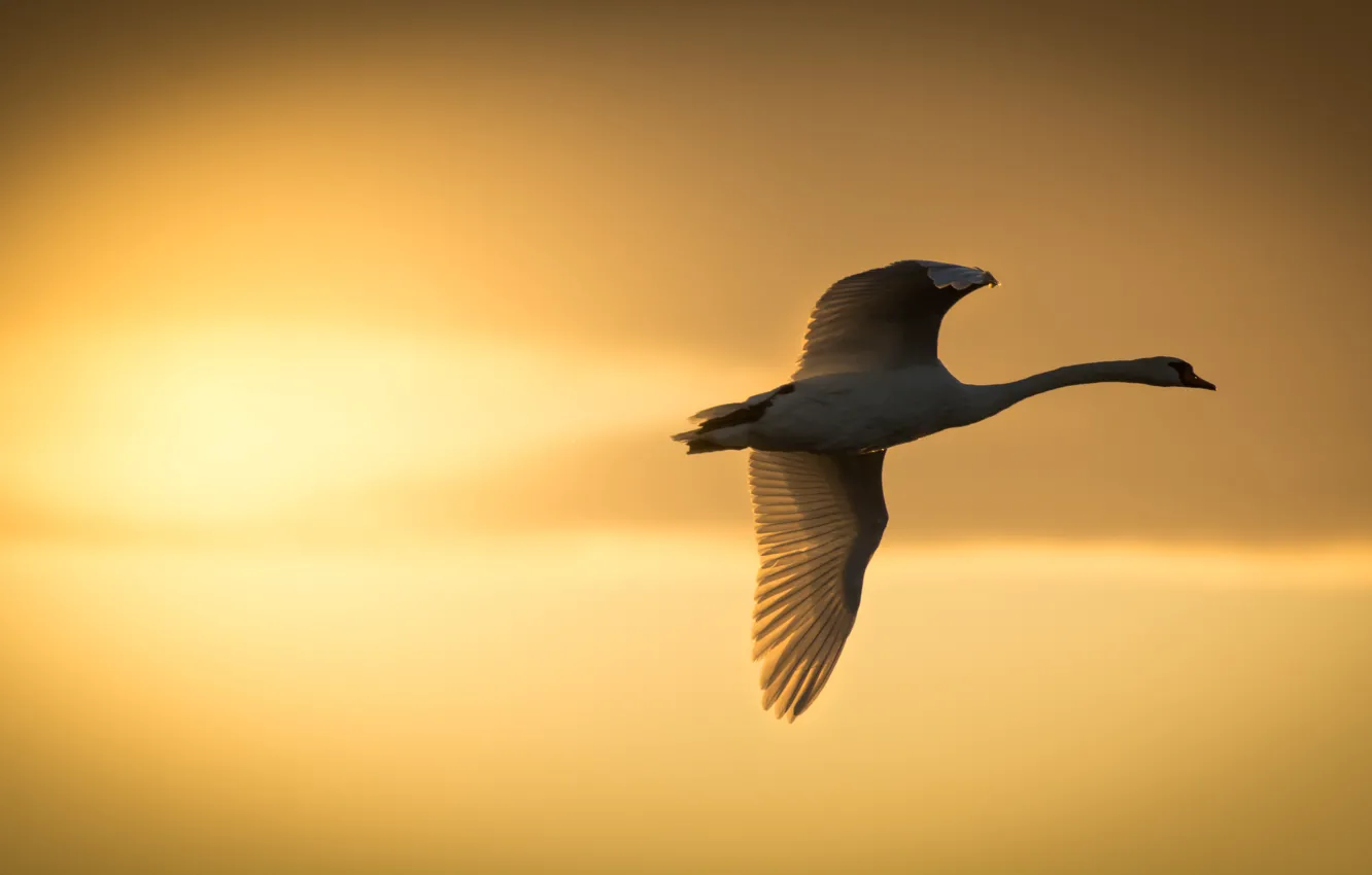 Фото обои солнце, закат, птица, крылья, лебедь, полёт