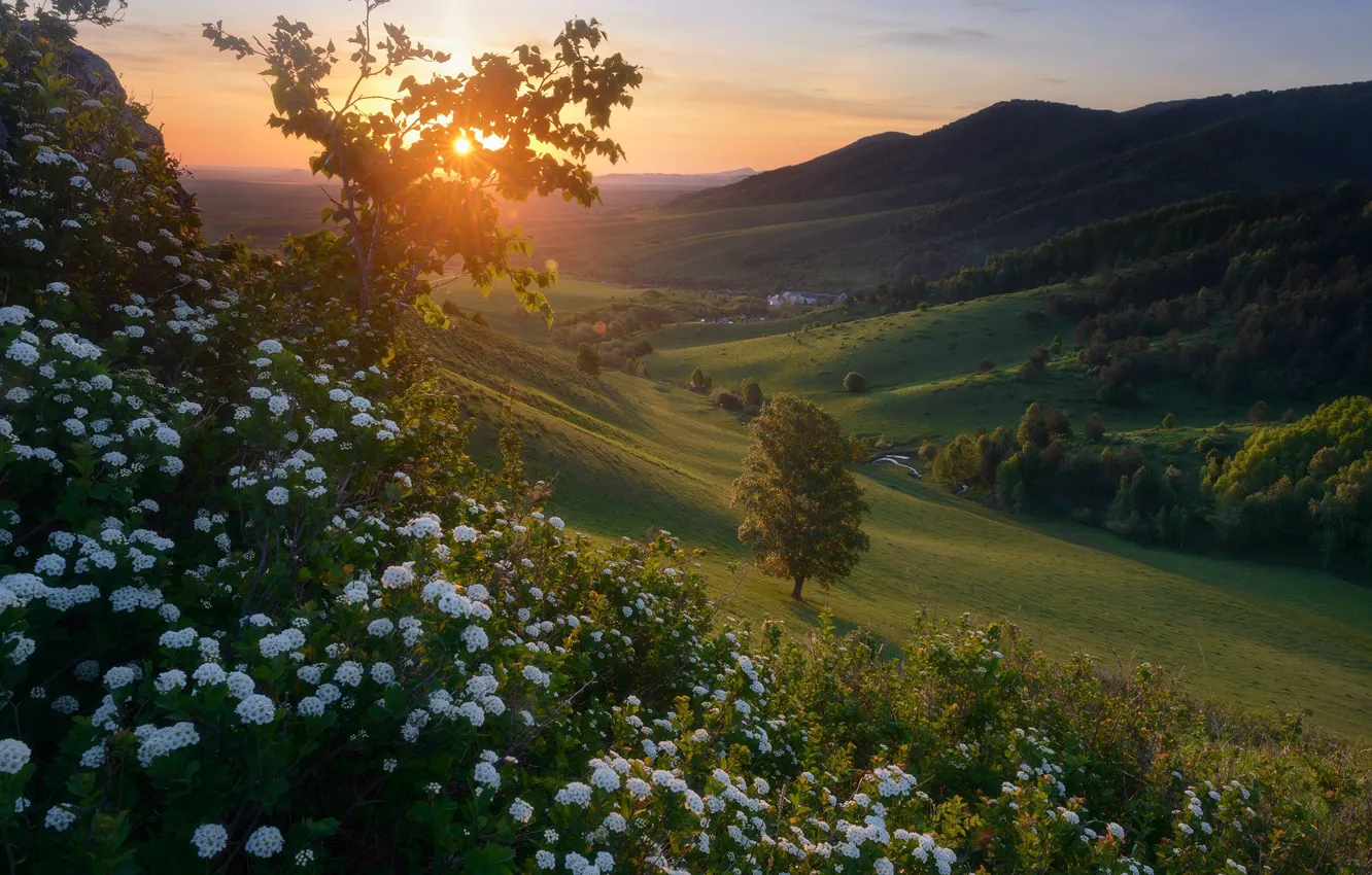 Фото обои пейзаж, цветы, горы, природа, рассвет, утро, склон, леса