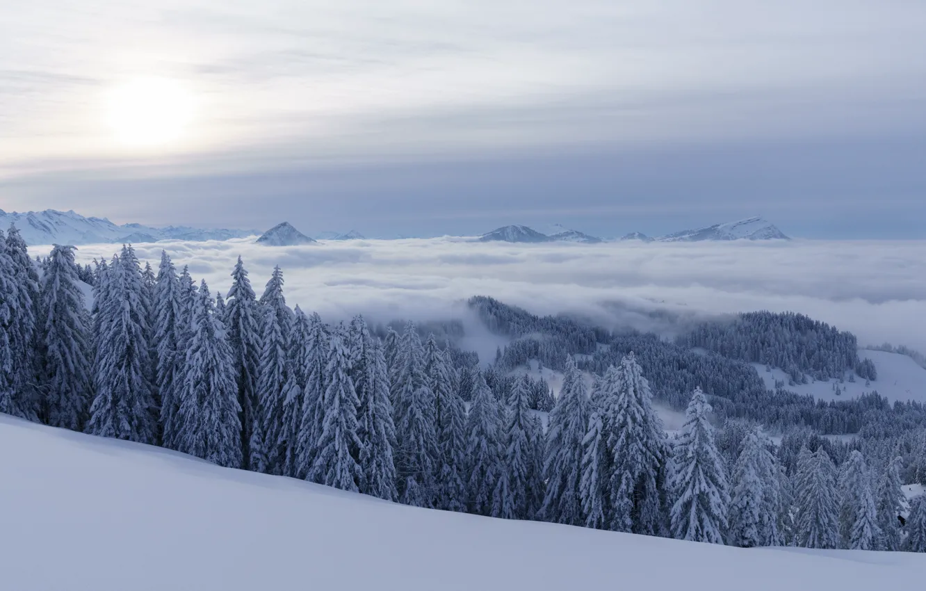 Фото обои зима, лес, снег, горы, Швейцария, ели, Альпы, сугробы