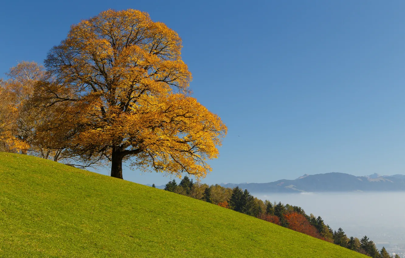 Фото обои осень, лес, дерево, Швейцария