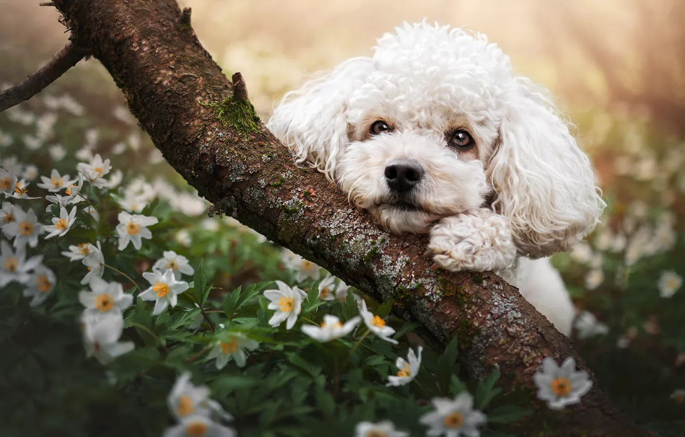 Фото обои взгляд, цветы, дерево, поляна, портрет, собака, ветка, весна