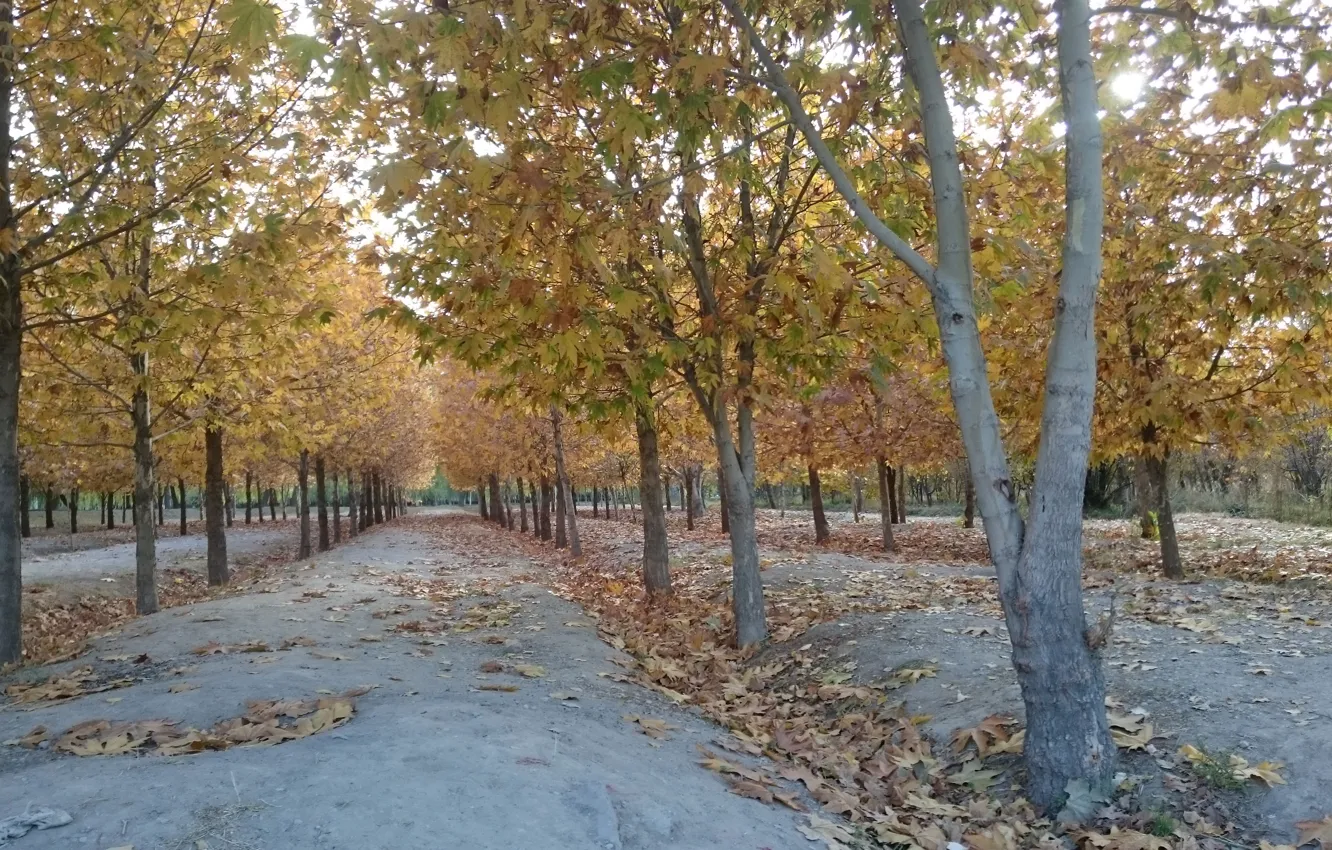 Фото обои iran, esfahan, isfahan, park nazhvan, ایران, اصفهان, پارک ناژوان