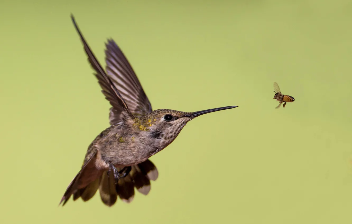 Фото обои пчела, крылья, клюв, колибри, калипта Анны