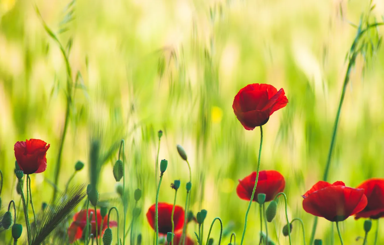 Фото обои зелень, поле, лето, цветы, красный, мак, маки