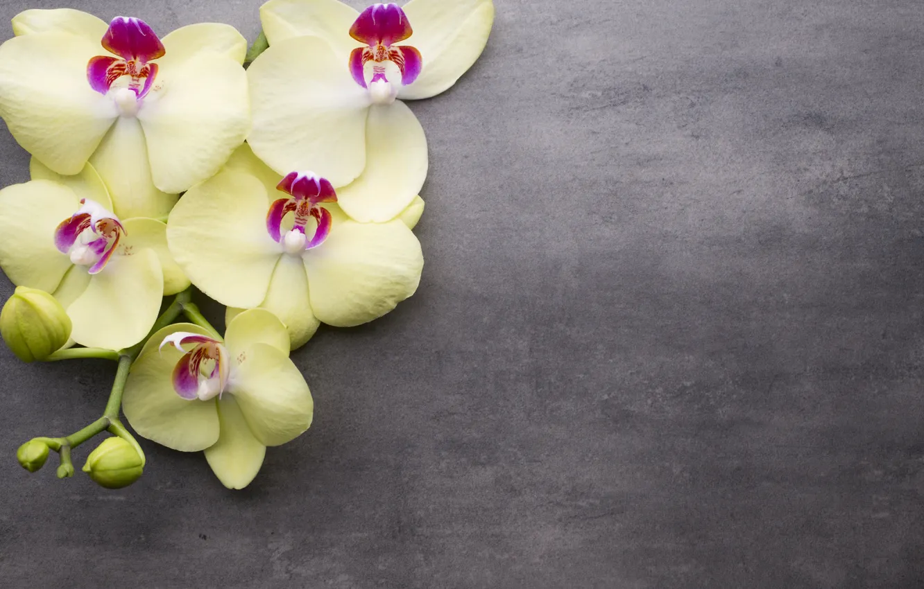 Фото обои цветок, фон, ветка, орхидея, желтая