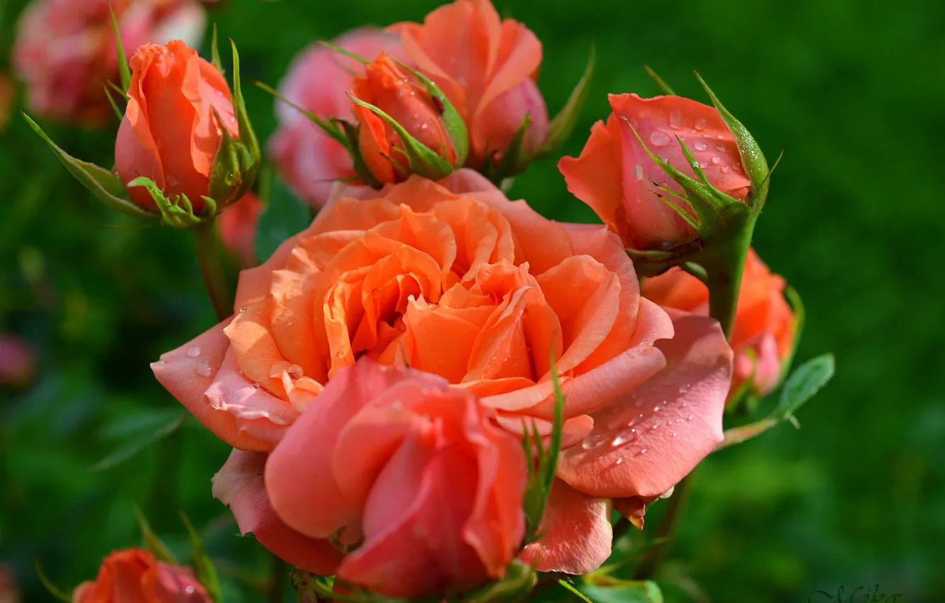 Фото обои Бутоны, Розы, Roses, Оранжевые розы, Orange roses