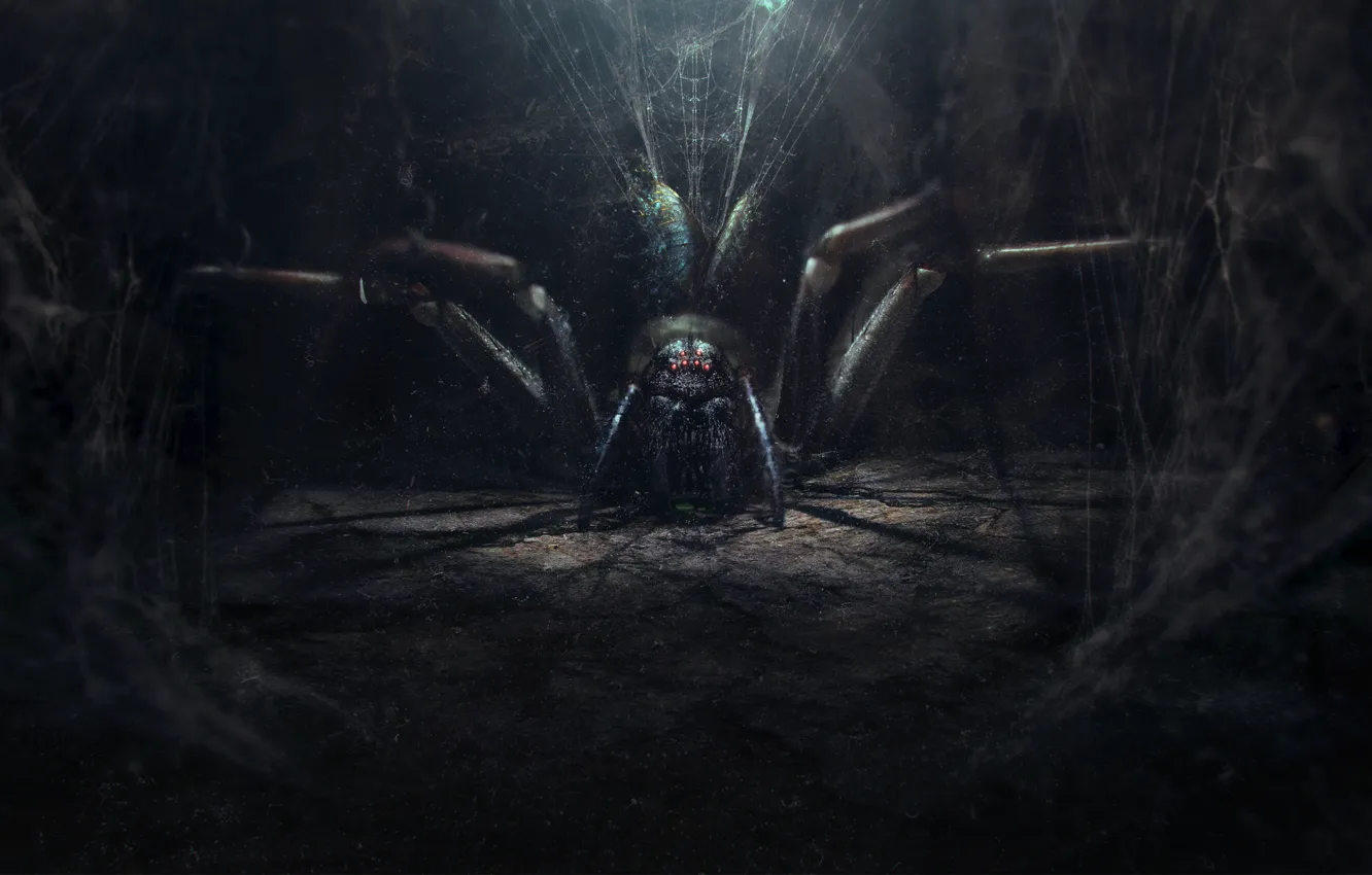 Фото обои мрак, паутина, паук, spider, арт