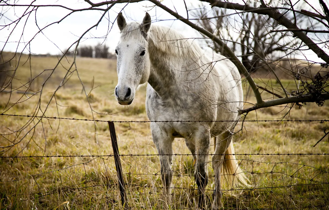 Фото обои поле, конь, забор