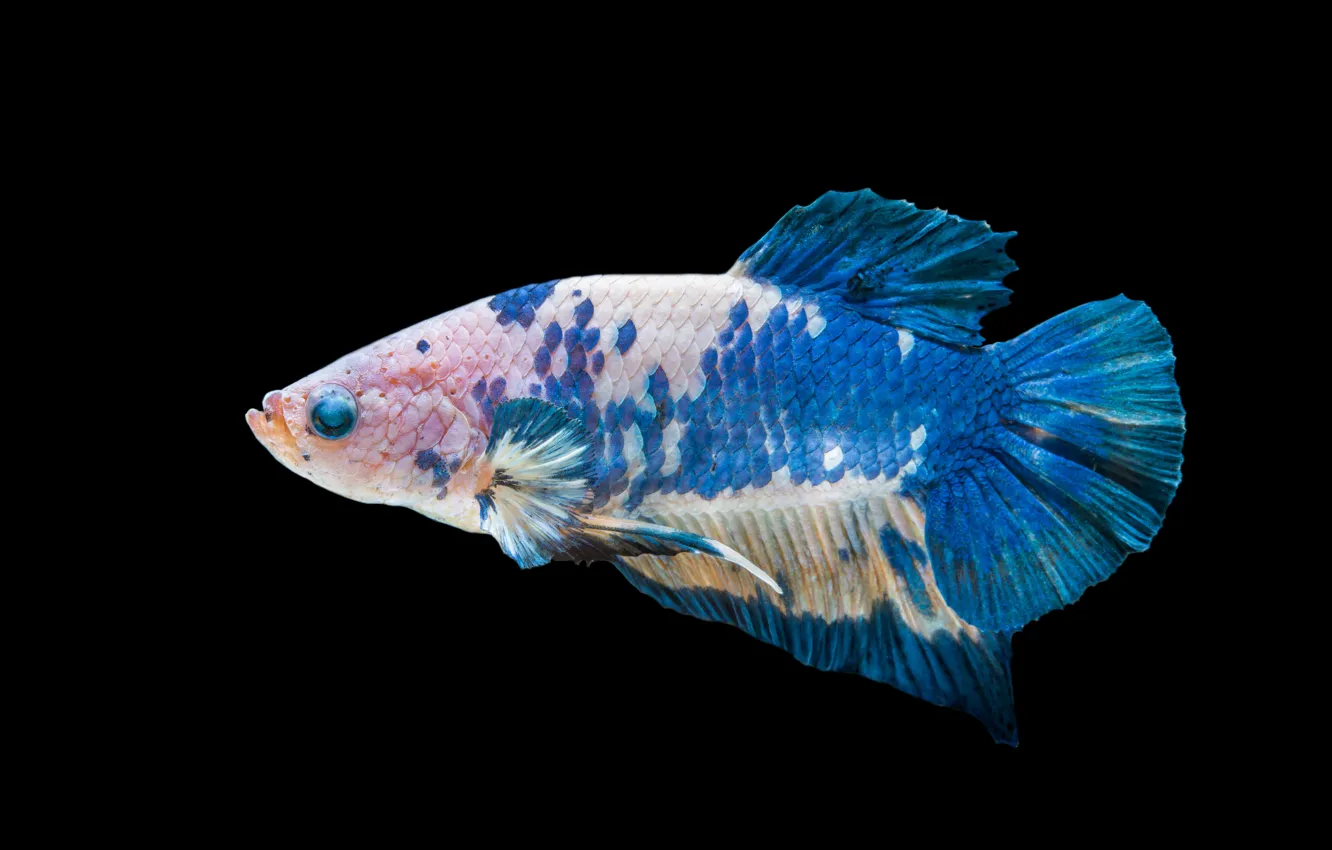 Фото обои blue, body, fish, betta