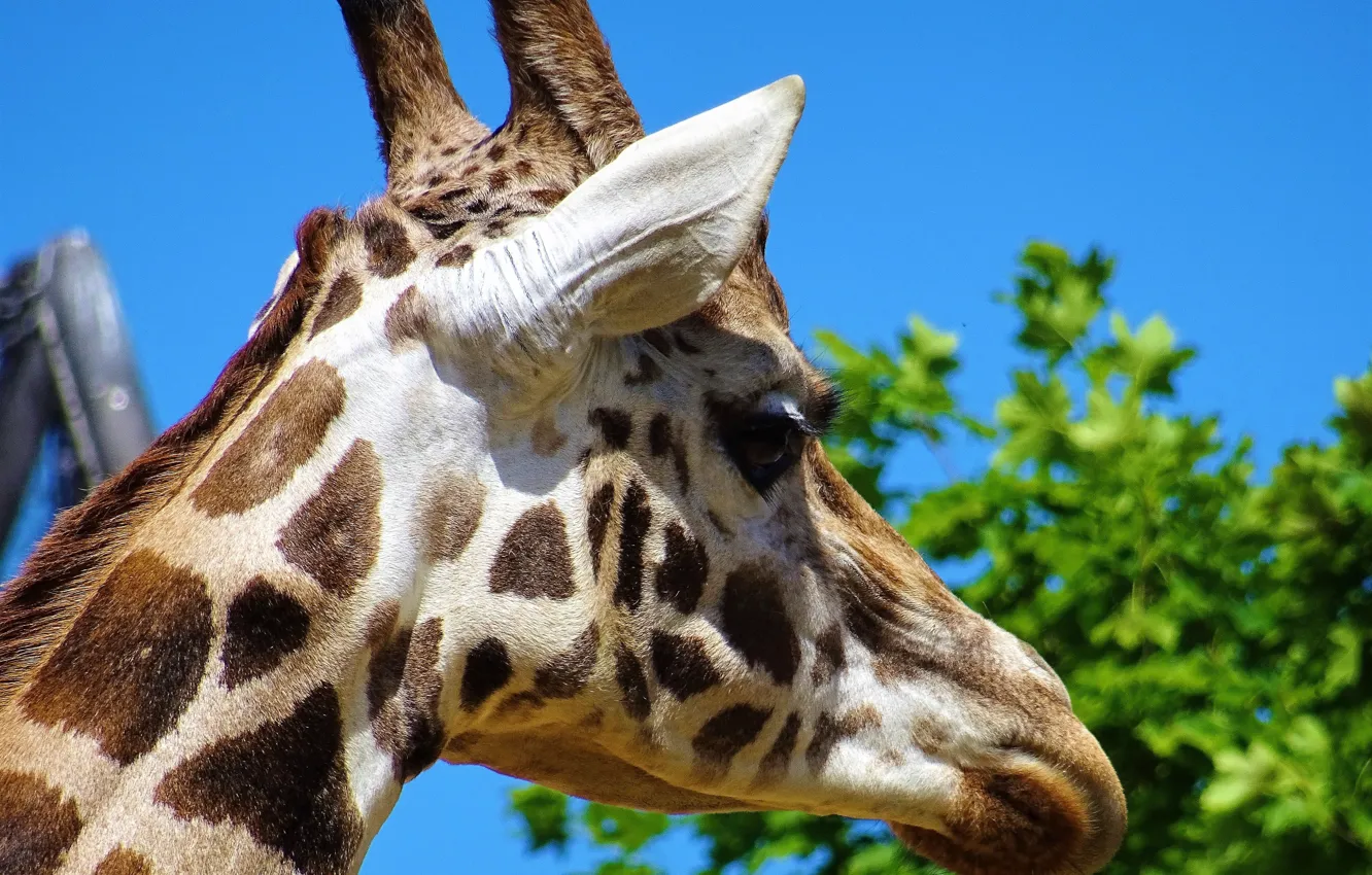 Фото обои глаза, крупный план, жираф, close-up, eyes, blue sky, giraffe, голубое небо