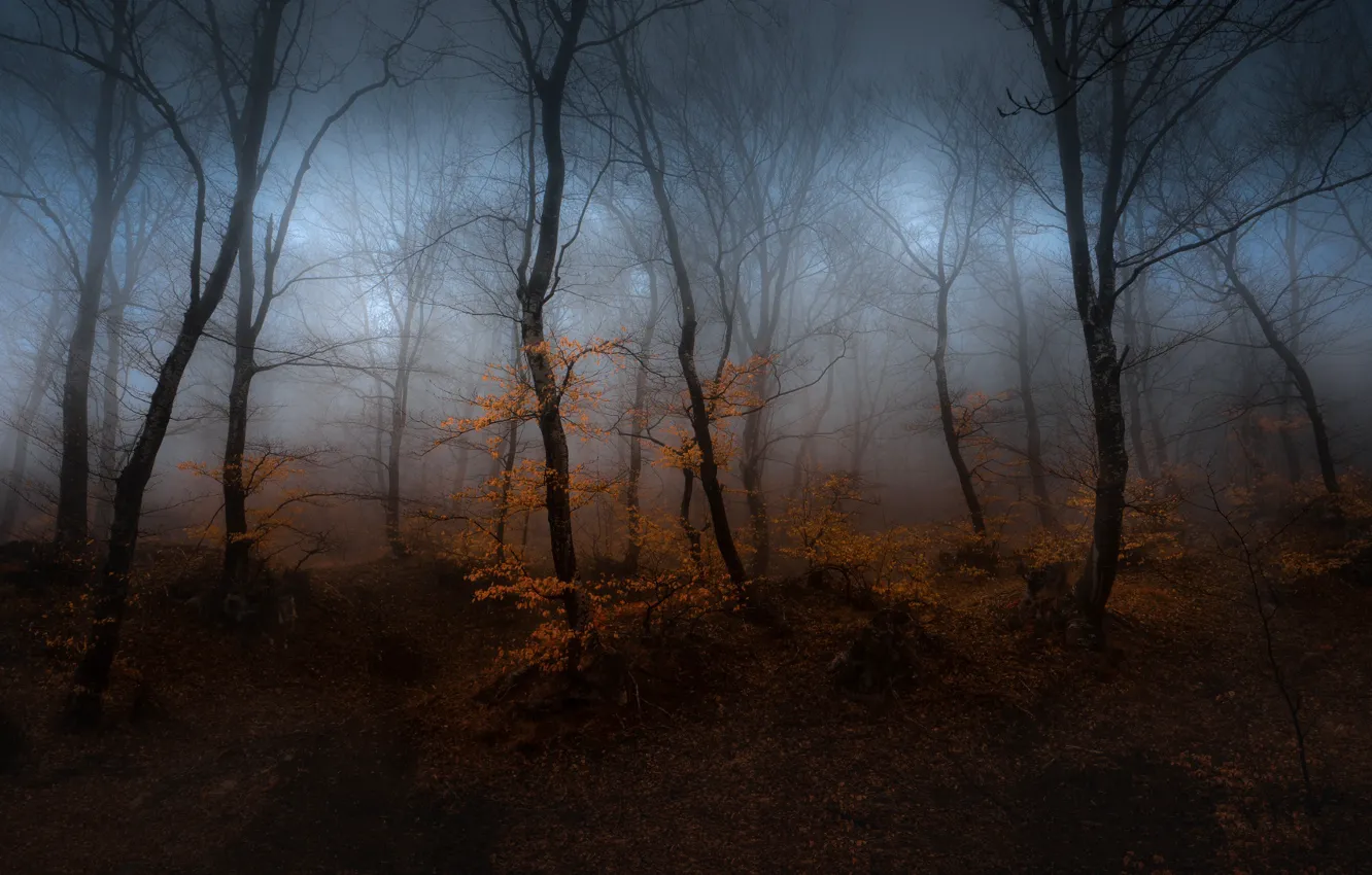 Фото обои осень, лес, деревья, туман, дымка
