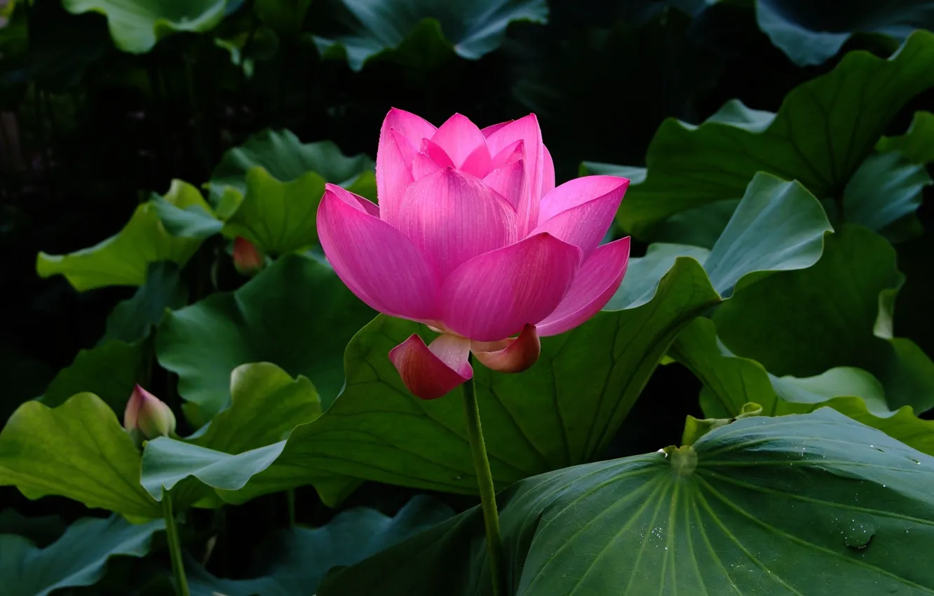 Фото обои цветок, листья, вода, пруд, лотос, Lotus, flower, water