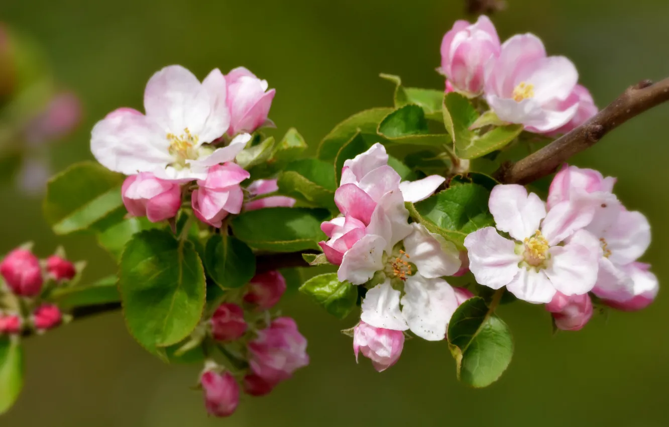 Фото обои ветка, весна, яблоня