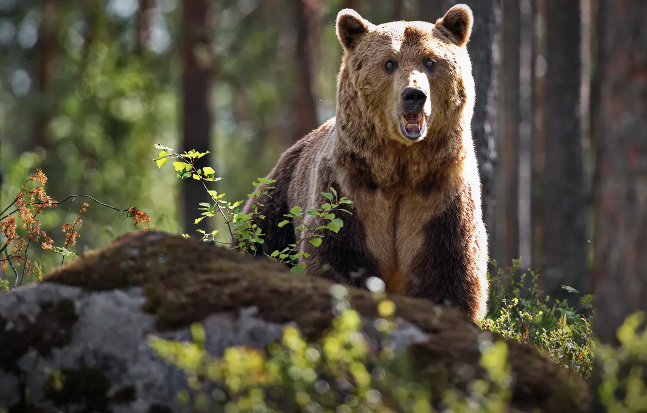 Фото обои взгляд, камень, медведь, зверь, Топтыгин, Александр Перов