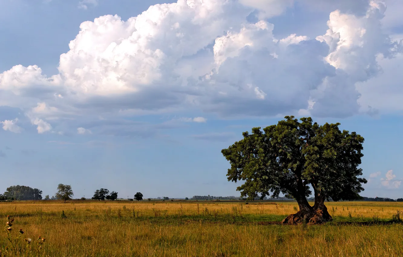 Фото обои поле, небо, облака, дерево