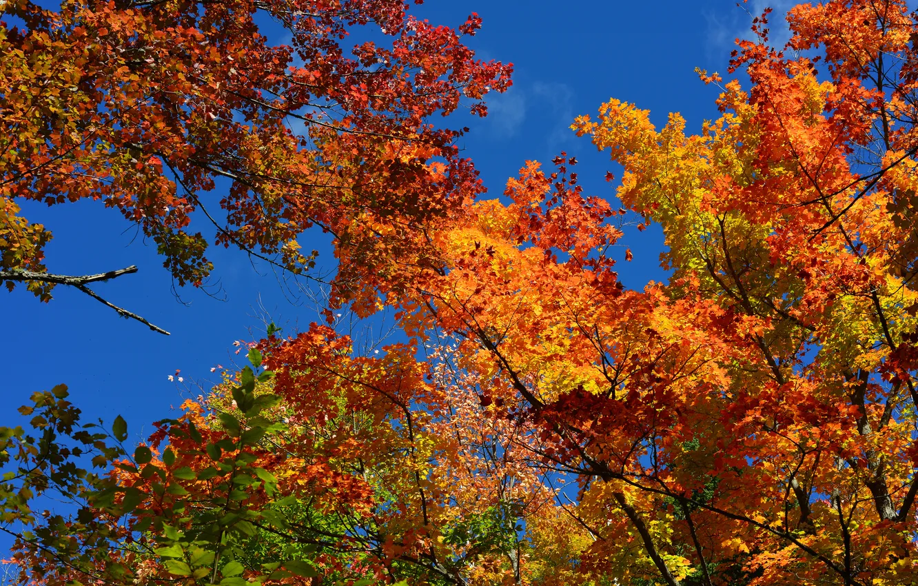 Фото обои осень, небо, листья, деревья, багрянец