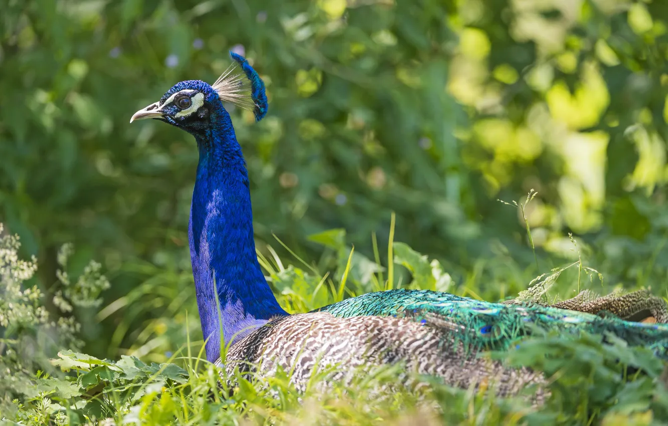 Фото обои трава, птица, профиль, павлин, ©Tambako The Jaguar