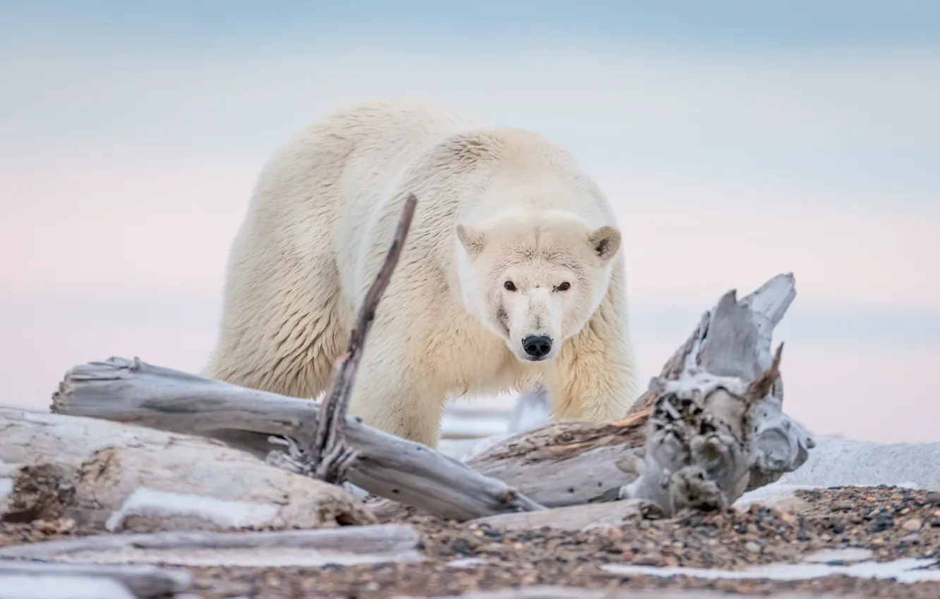 Фото обои медведь, Аляска, коряга, белый медведь, полярный медведь
