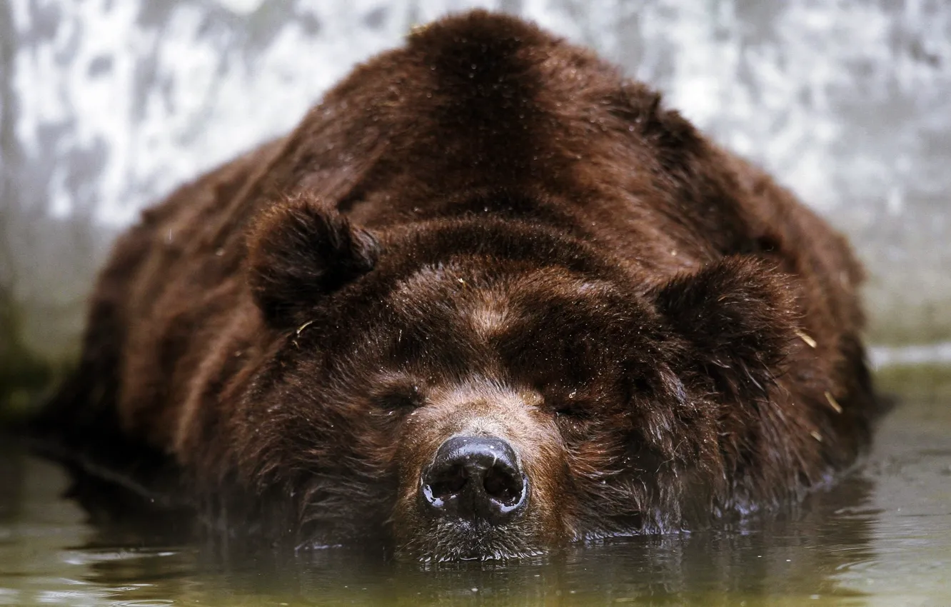 Фото обои морда, вода, отдых, медведь, бурый