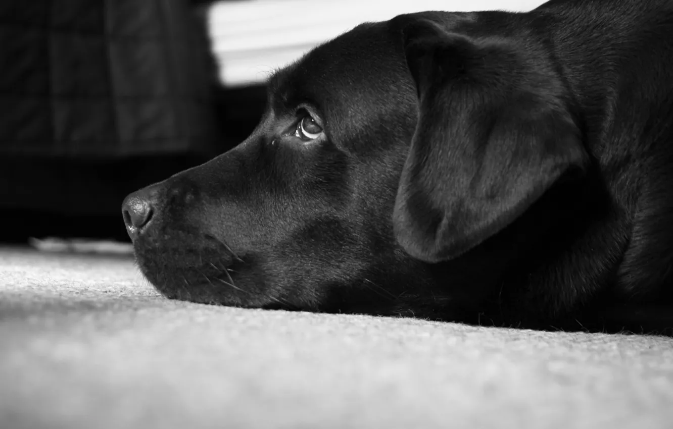 Фото обои Питер, черно-белое, лабрадор, лучший пес