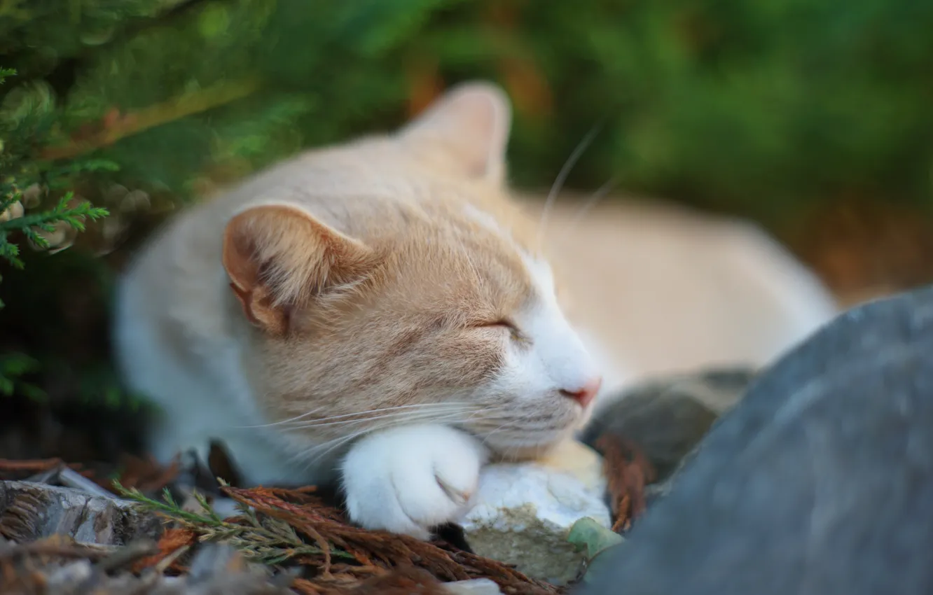 Фото обои кот, природа, камень, спит, хвоя