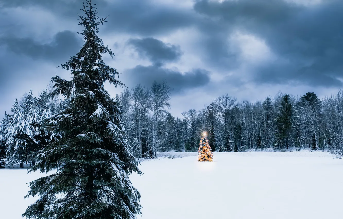 Фото обои зима, лес, праздник, ёлки