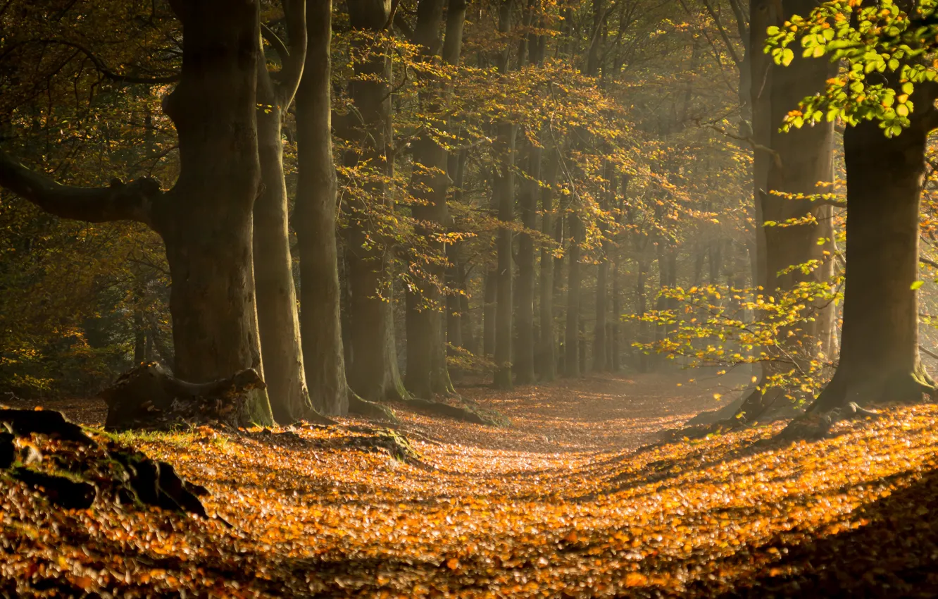 Фото обои осень, лес, деревья, природа, тропа, солнечный свет