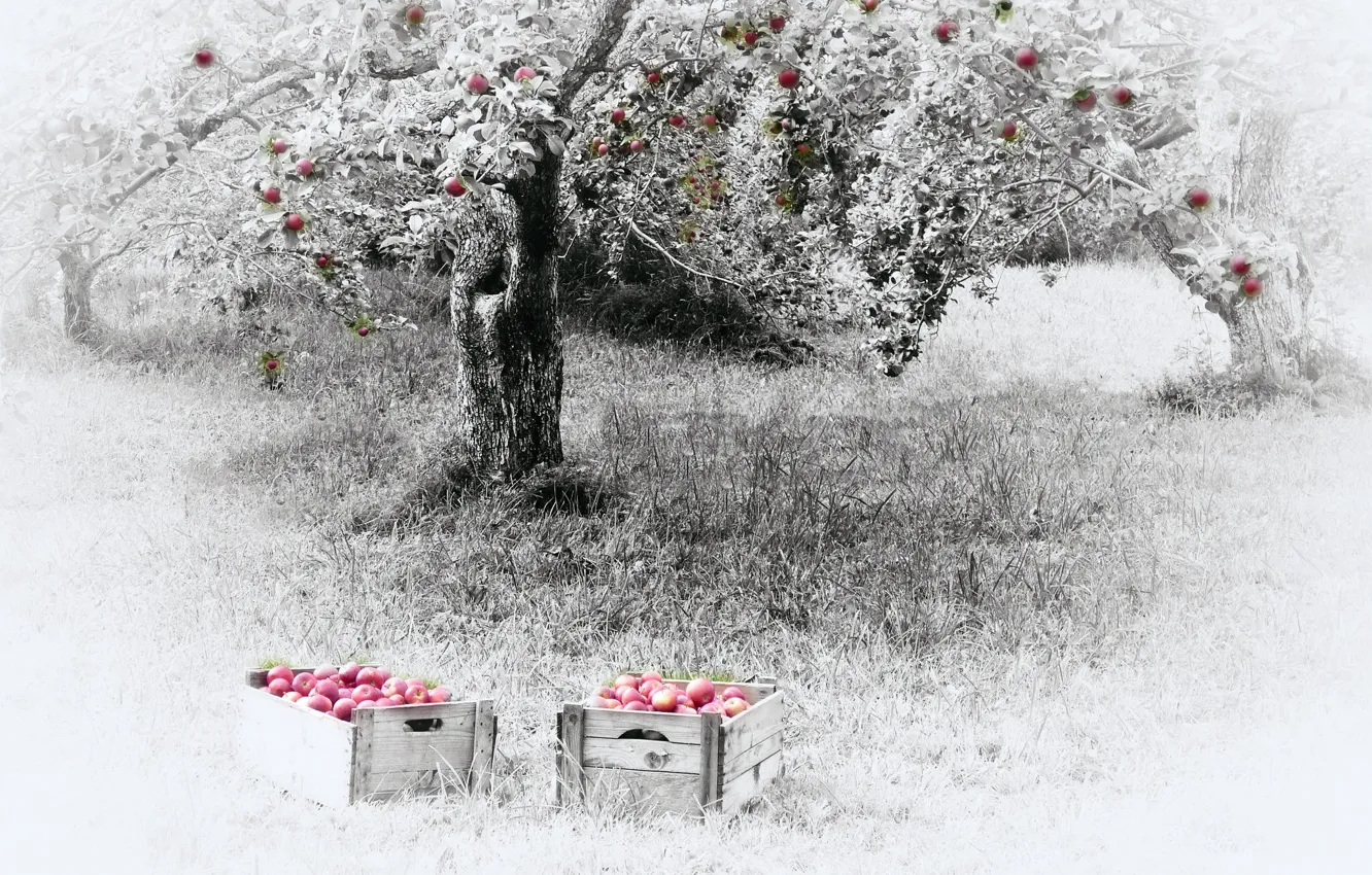 Фото обои природа, яблоки, сад, яблони