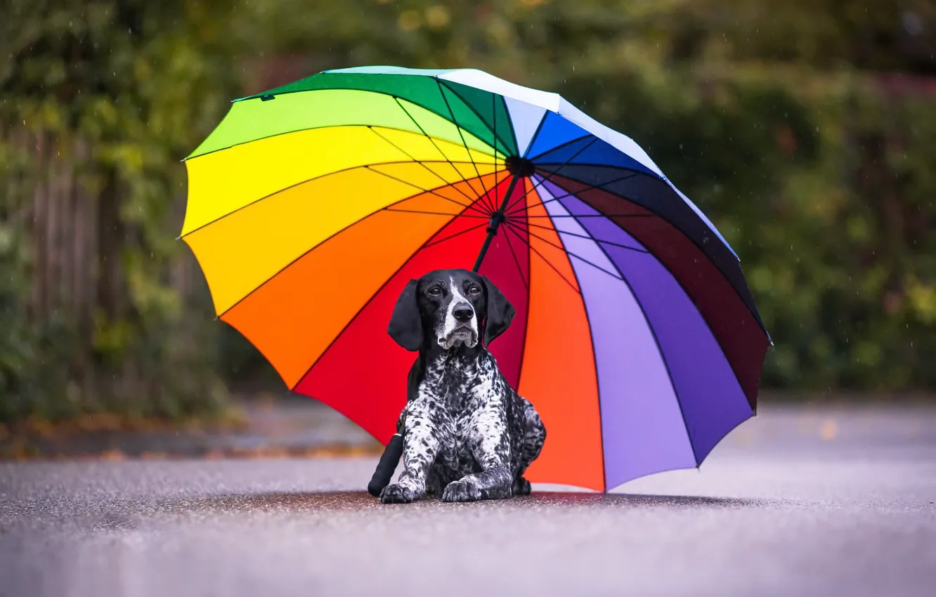 Фото обои друг, собака, зонт