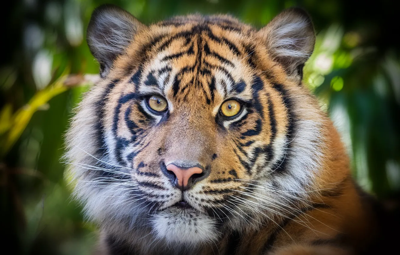 Фото обои взгляд, морда, тигр, портрет, тигренок, боке, тигрёнок
