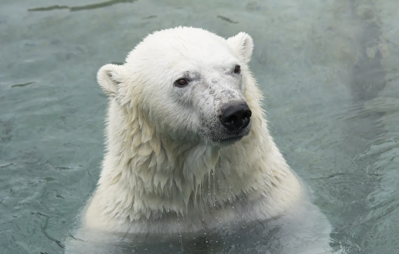 Фото обои морда, хищник, купание, белый медведь, зоопарк, полярный медведь