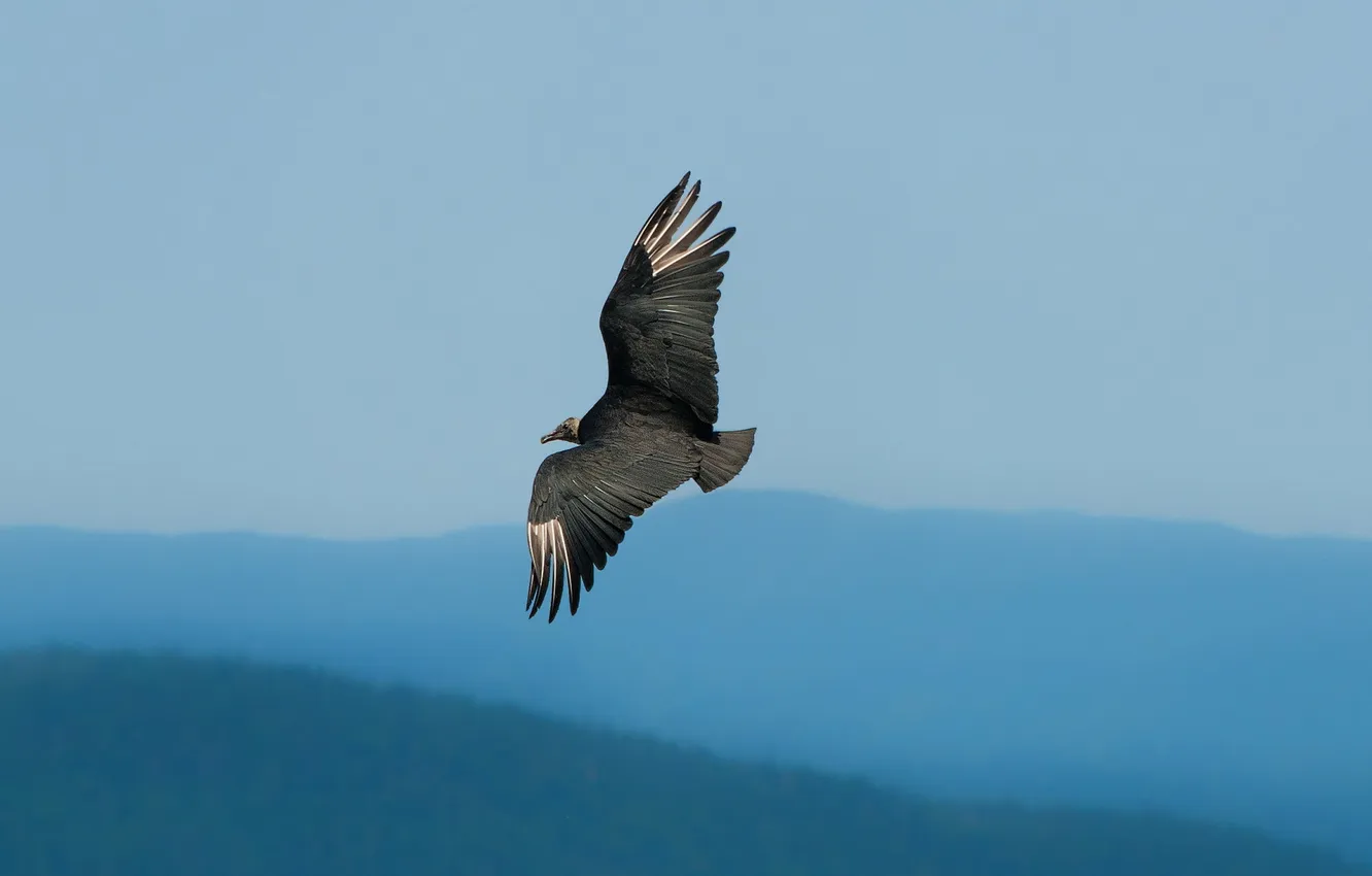 Фото обои небо, природа, птица, Turkey Vulture