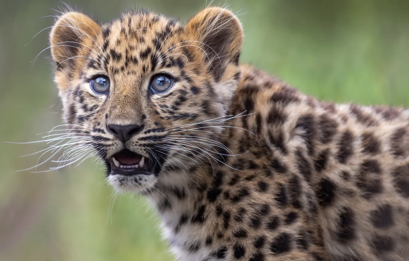 Фото обои взгляд, леопард, детёныш, котёнок, мордашка, дикая кошка