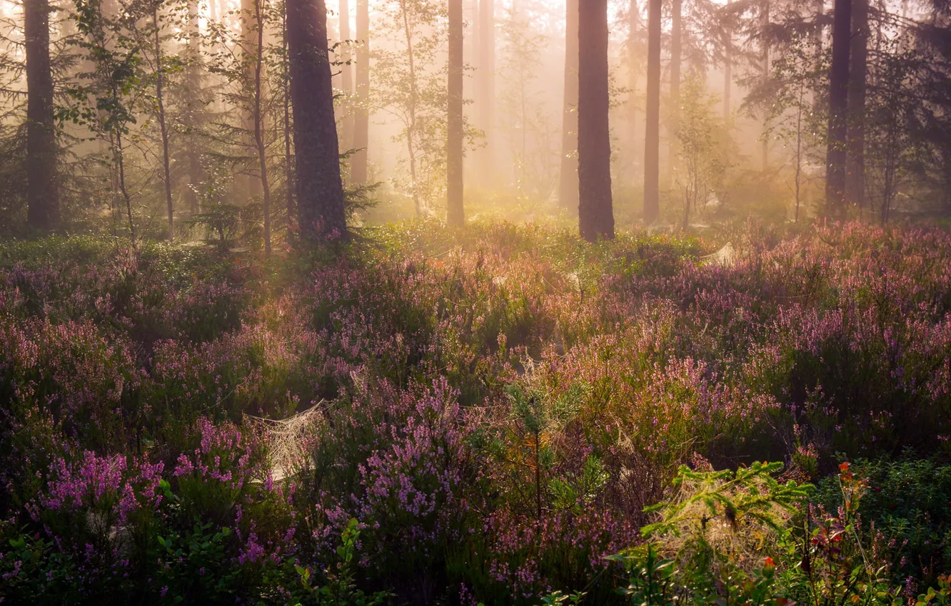 Фото обои лес, туман, утро