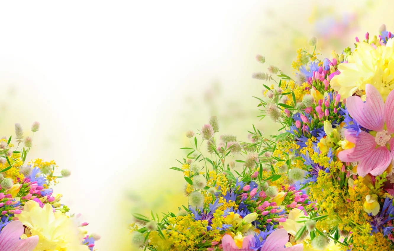 Фото обои цветы, полевые, пионы, васильки, Мимозы