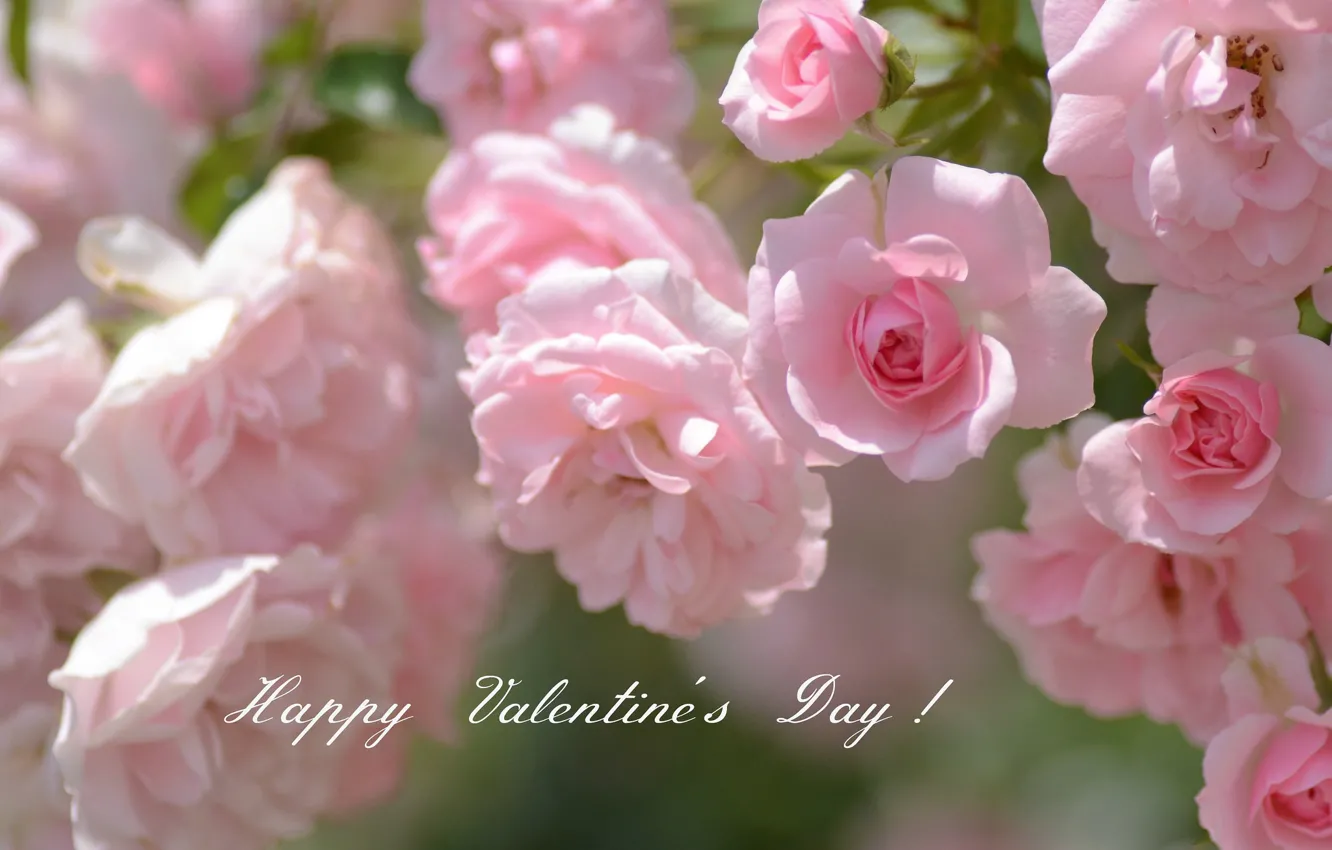Фото обои розы, розовые, день святого валентина